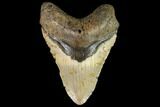Fossil Megalodon Tooth - North Carolina #109734-1